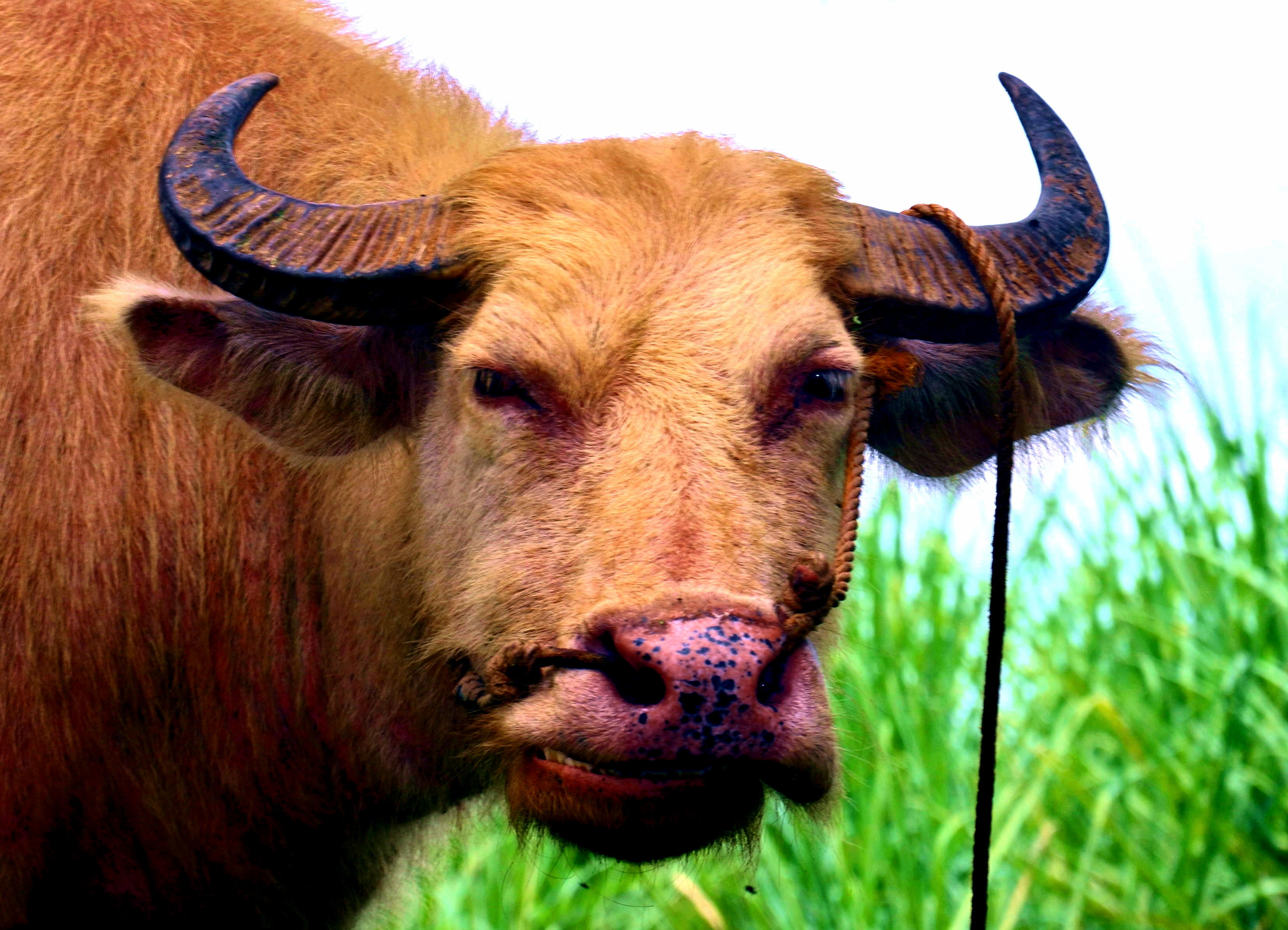 Philippine Carabao | Shutterbug